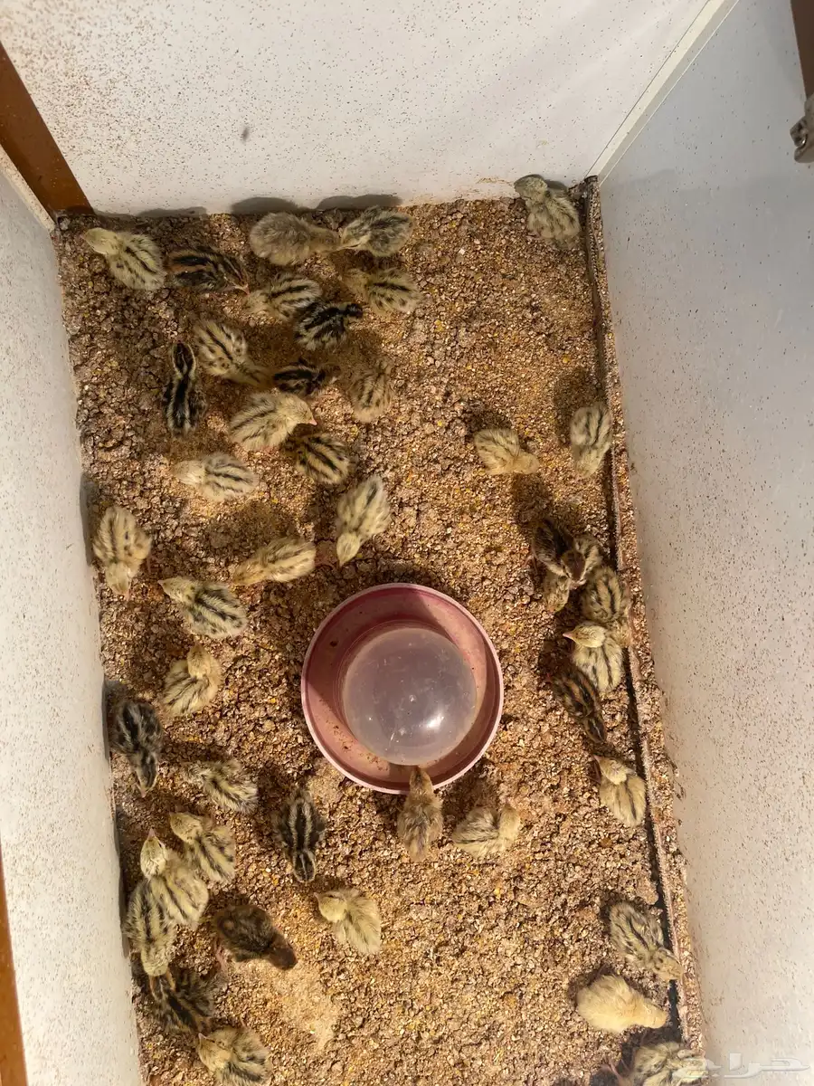 سمان 4