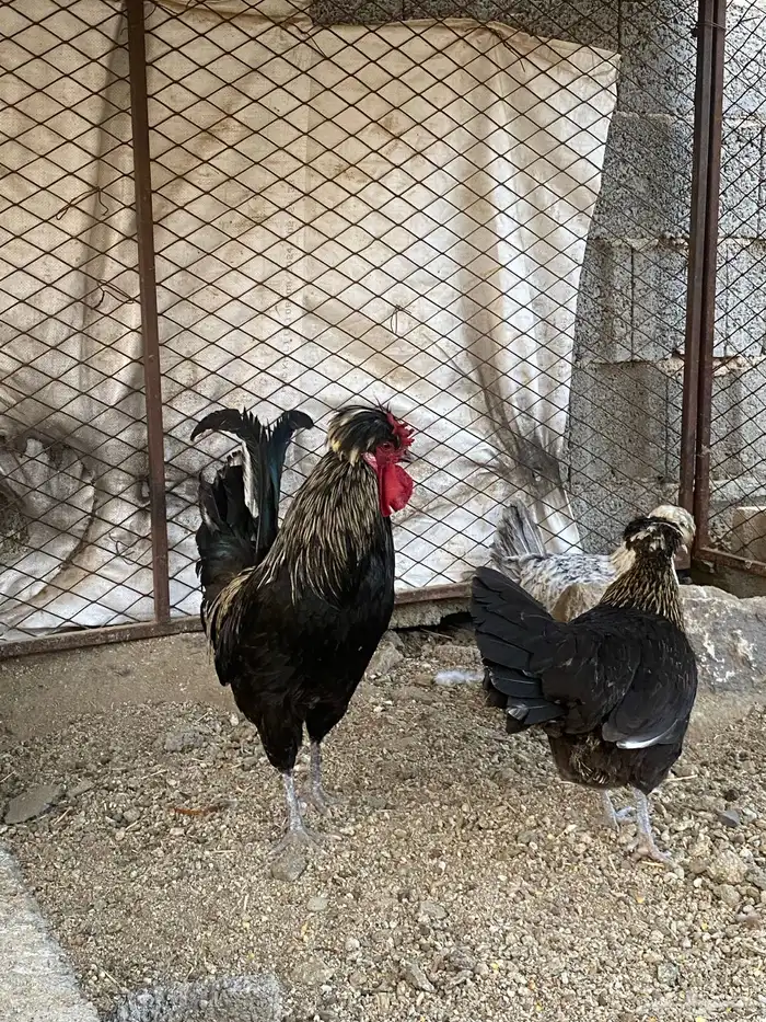 دجاج عربي ( تم البيع ) 3