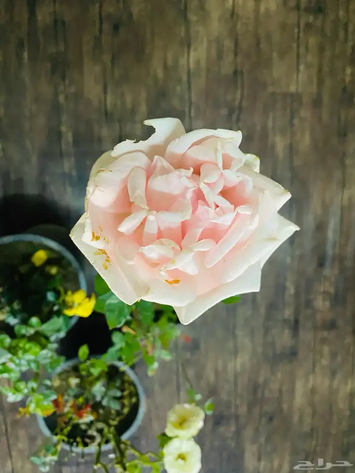 شتلات ورد جوري هولندي 0