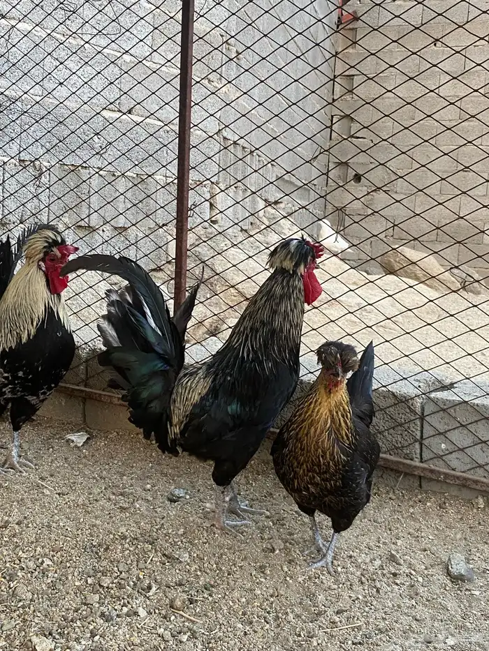 دجاج عربي ( تم البيع ) 4
