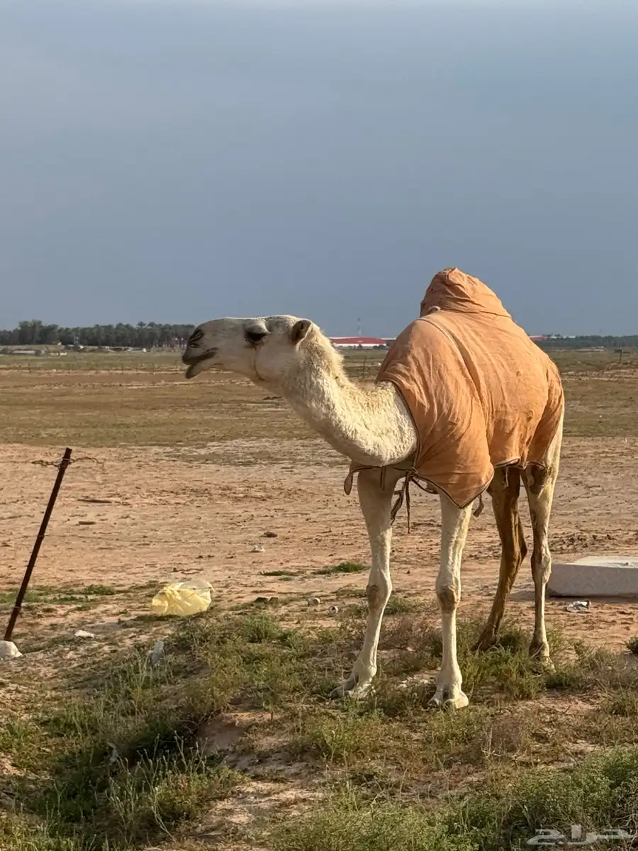 وضحاء رباع (( تم البيع )) 2