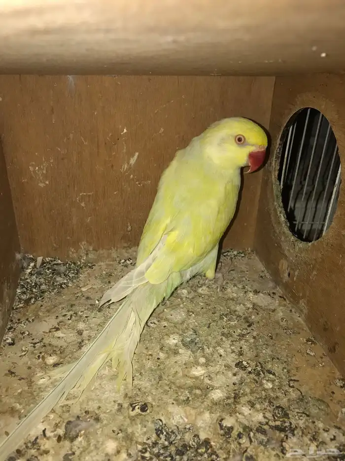تم البيع 4