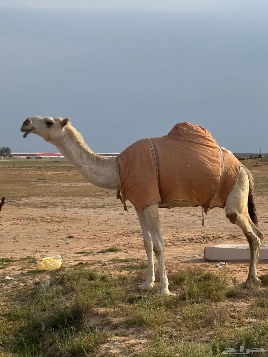 وضحاء رباع (( تم البيع )) 1