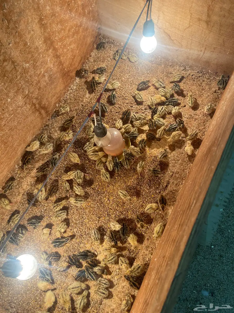 سمان 3