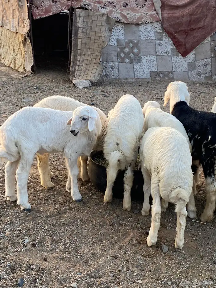 بهم حري مراح واحد مايضحي بهم نضيف 5