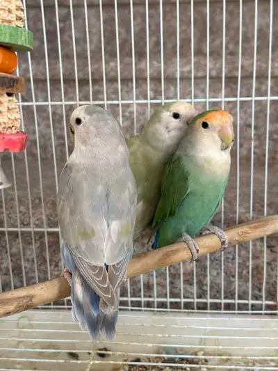 للبيع طيور روز 3