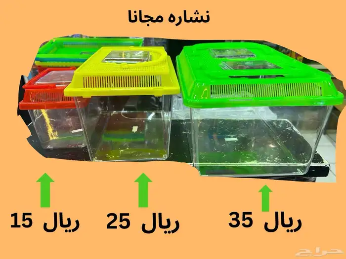 فروخ كروان هولندي انباع وتبقى واحد ( بالاعلان الجديد 2
