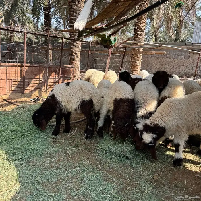 هرافي نعيم طيبات تربية خاصة 2