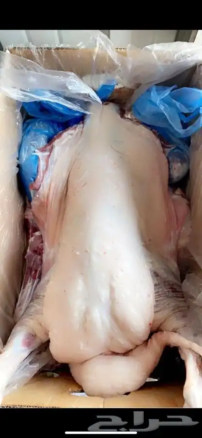 ذبايح مع خدمة الذبح والتوصيل 4
