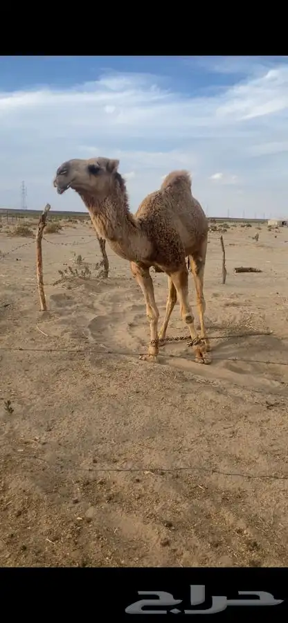 بعير تمامي واقبل البدل 2