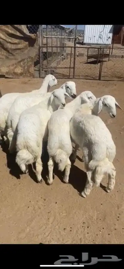 ذبايح مع خدمة الذبح والتوصيل 2