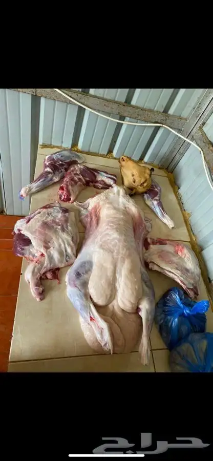 ذبايح مع خدمة الذبح والتوصيل 0