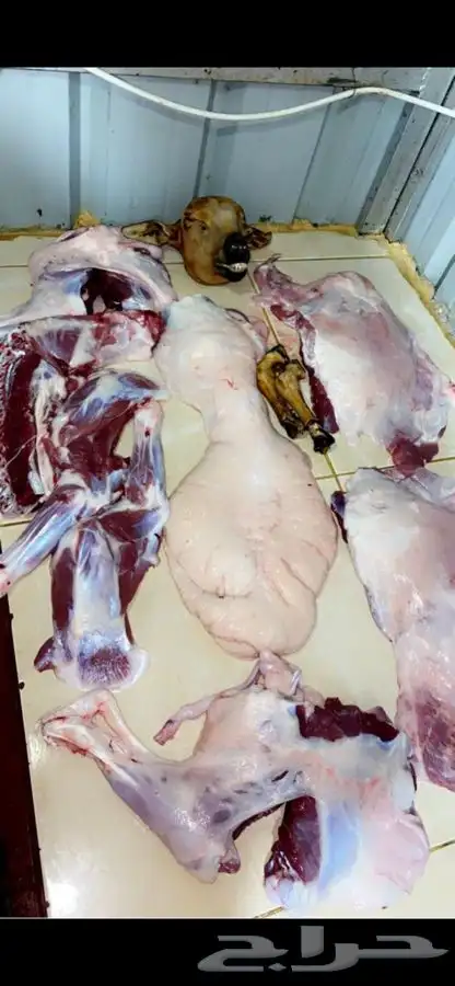 ذبايح مع خدمة الذبح والتوصيل 7