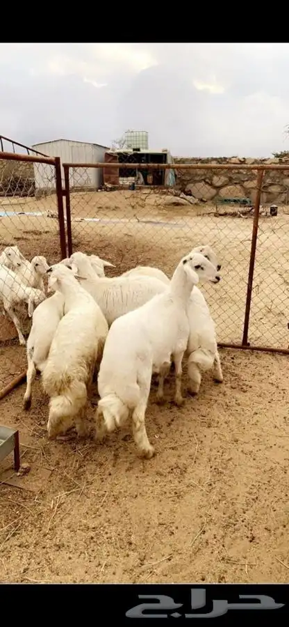 ذبايح مع خدمة الذبح والتوصيل 5