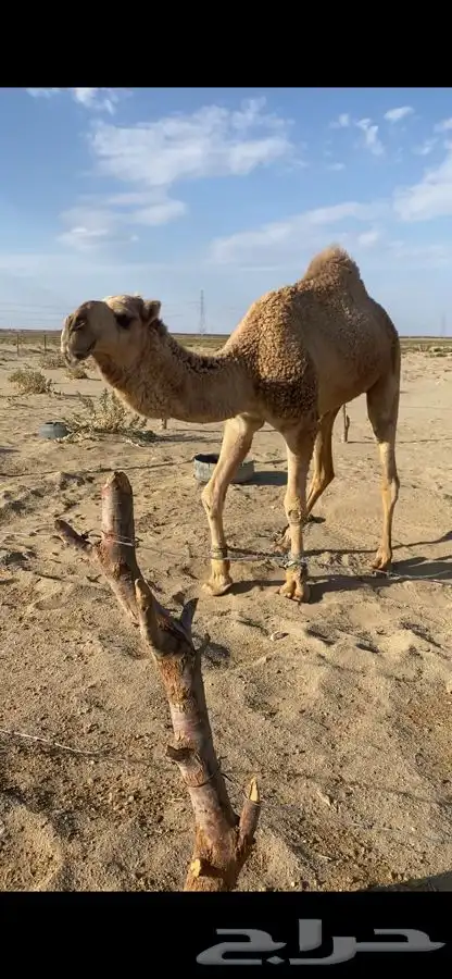 بعير تمامي واقبل البدل 1