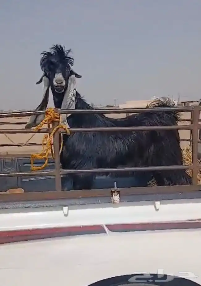 عروض مشاريك وعوارض بيض و سود 1حلال ابو حمدان الحبابي 51
