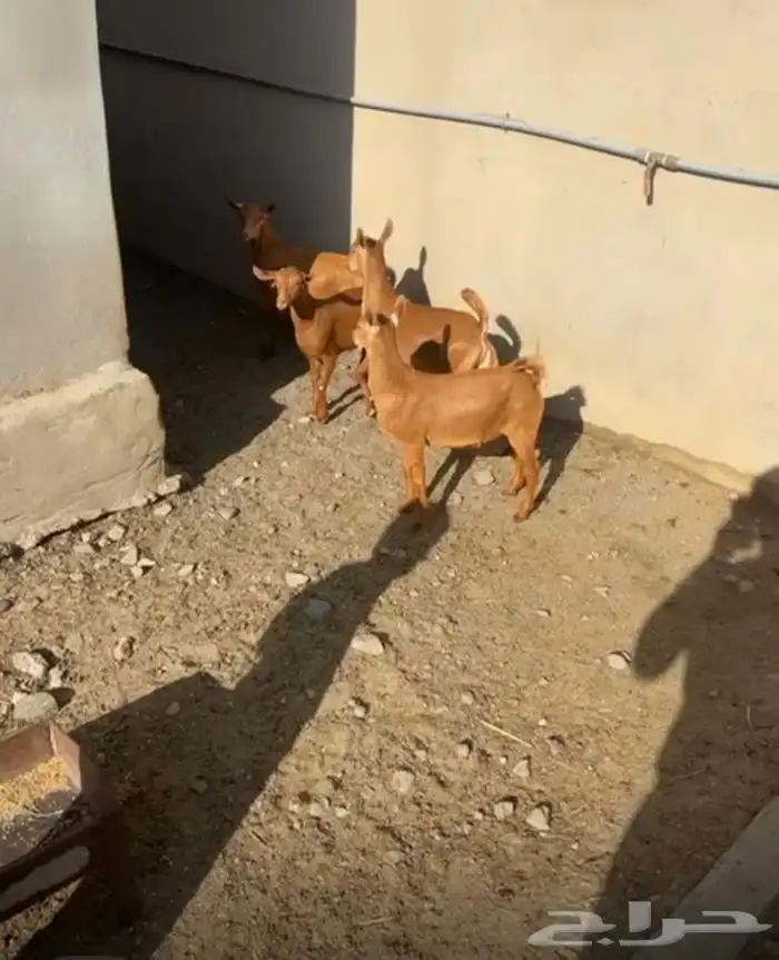 تيوس حص مندي 2