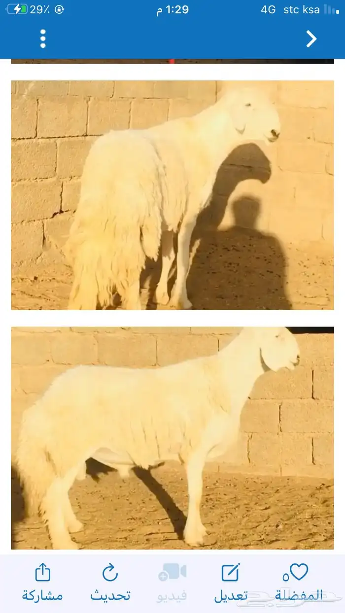 عروض الحريات رقم 1 حلال ابو حمدان الحبابي 68