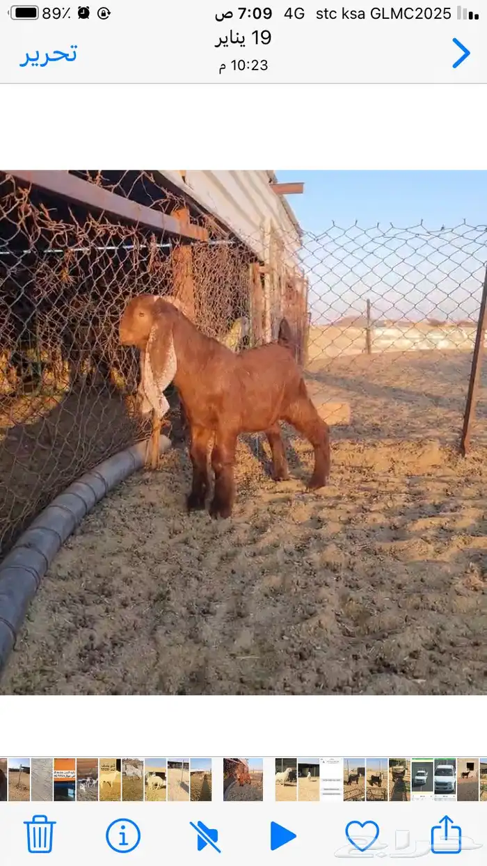 عروض مشاريك وعوارض بيض و سود 1حلال ابو حمدان الحبابي 52