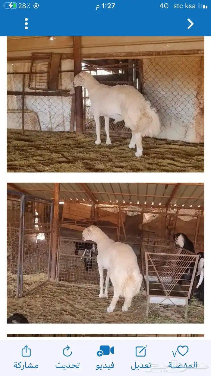 عروض الحريات رقم 1 حلال ابو حمدان الحبابي 67