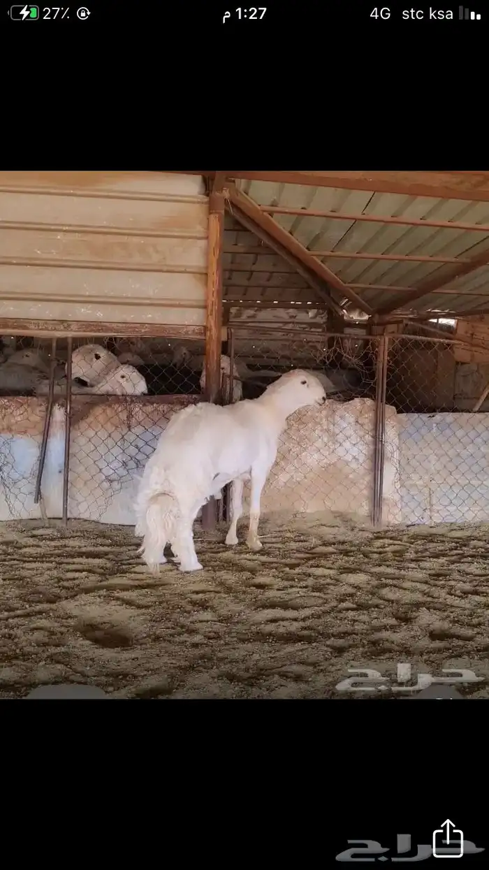 عروض الحريات رقم 1 حلال ابو حمدان الحبابي 70