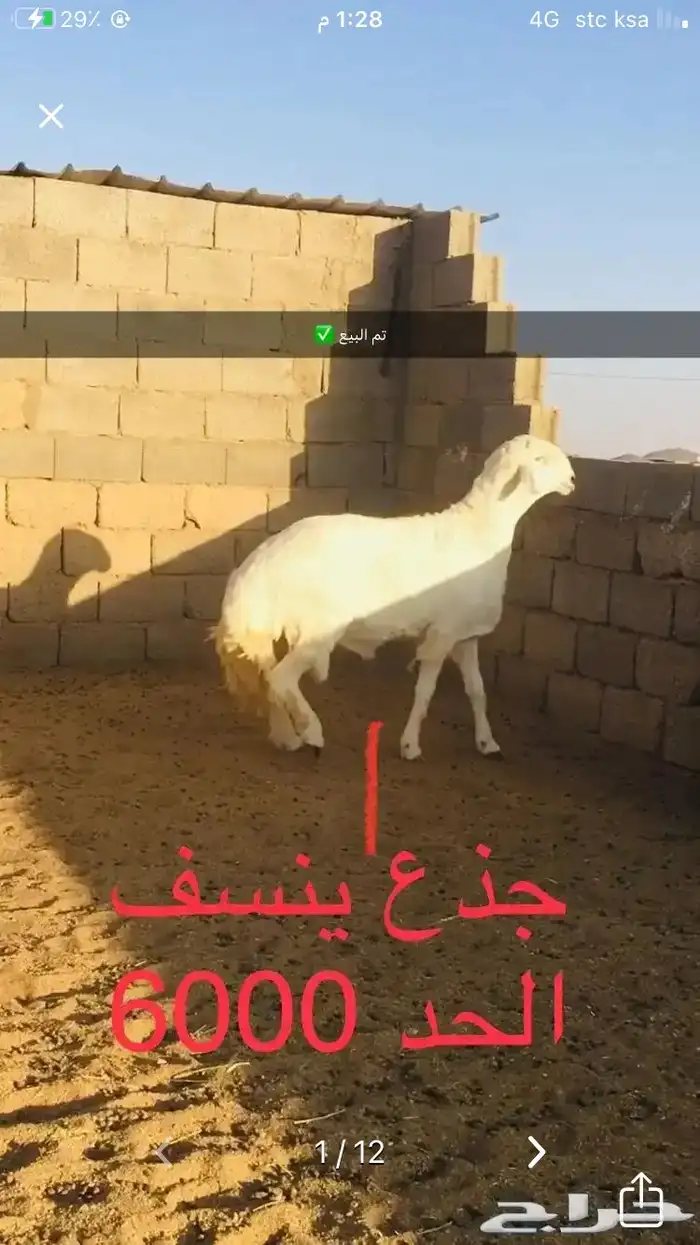 عروض الحريات رقم 1 حلال ابو حمدان الحبابي 66