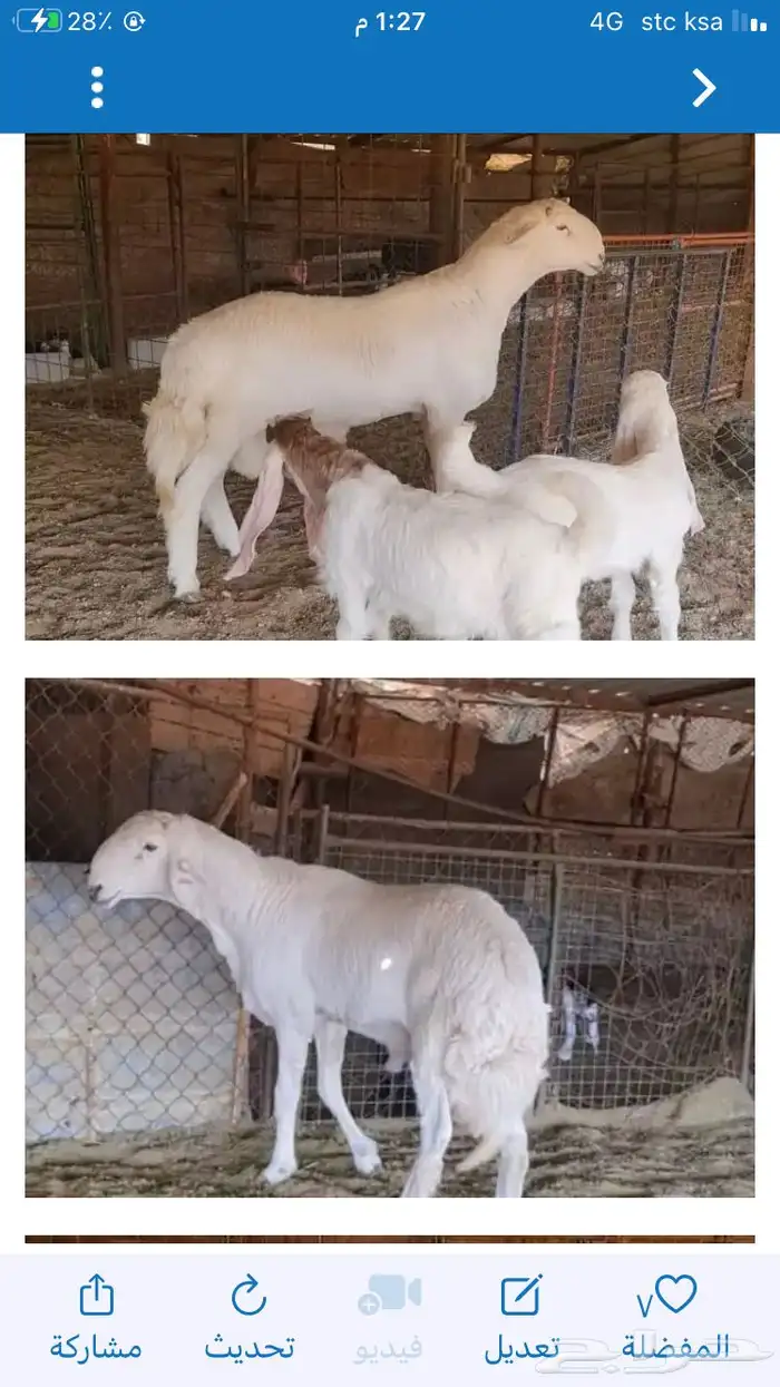 عروض الحريات رقم 1 حلال ابو حمدان الحبابي 69