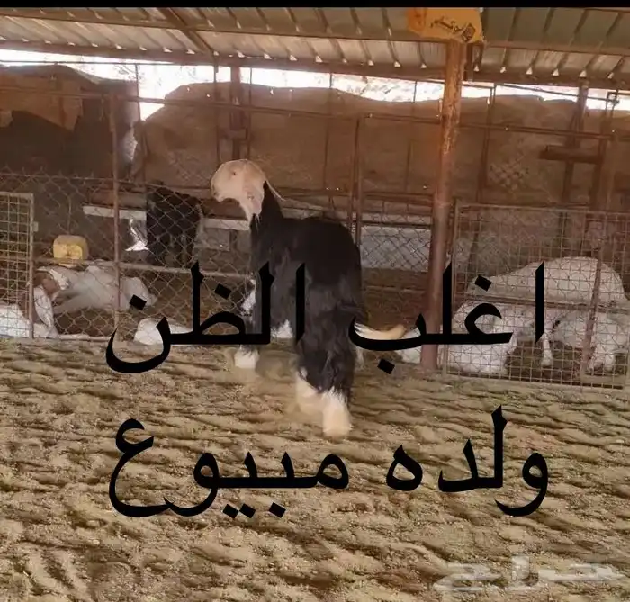 عروض النجد رقم 3 حلال ابو حمدان الحبابي 68