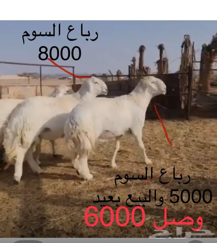 عروض الحريات رقم 1 حلال ابو حمدان الحبابي 72