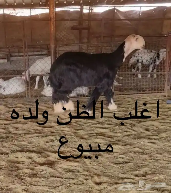 عروض النجد رقم 3 حلال ابو حمدان الحبابي 67
