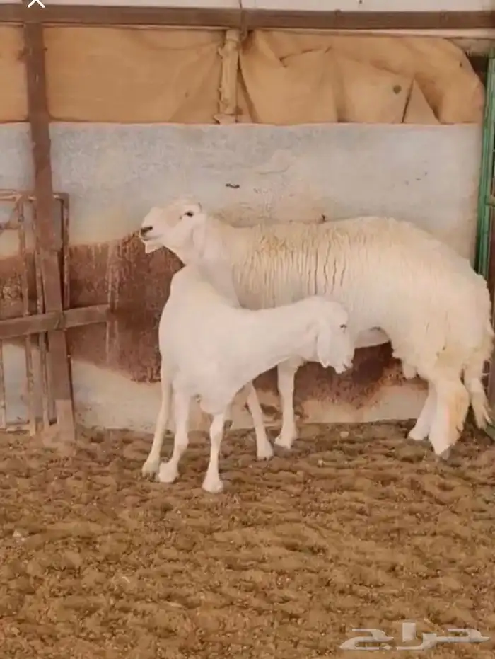 عروض الحريات رقم 1 حلال ابو حمدان الحبابي 73