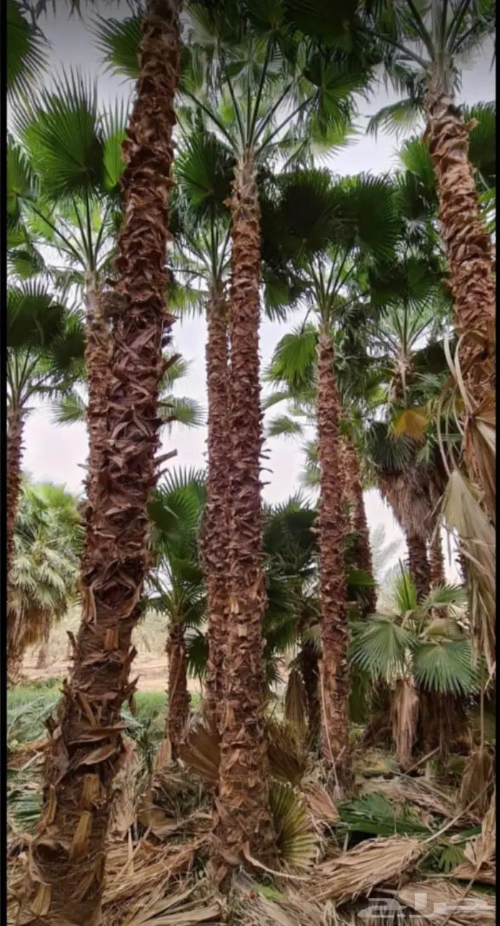 نخل الواشنطن الزينة 10