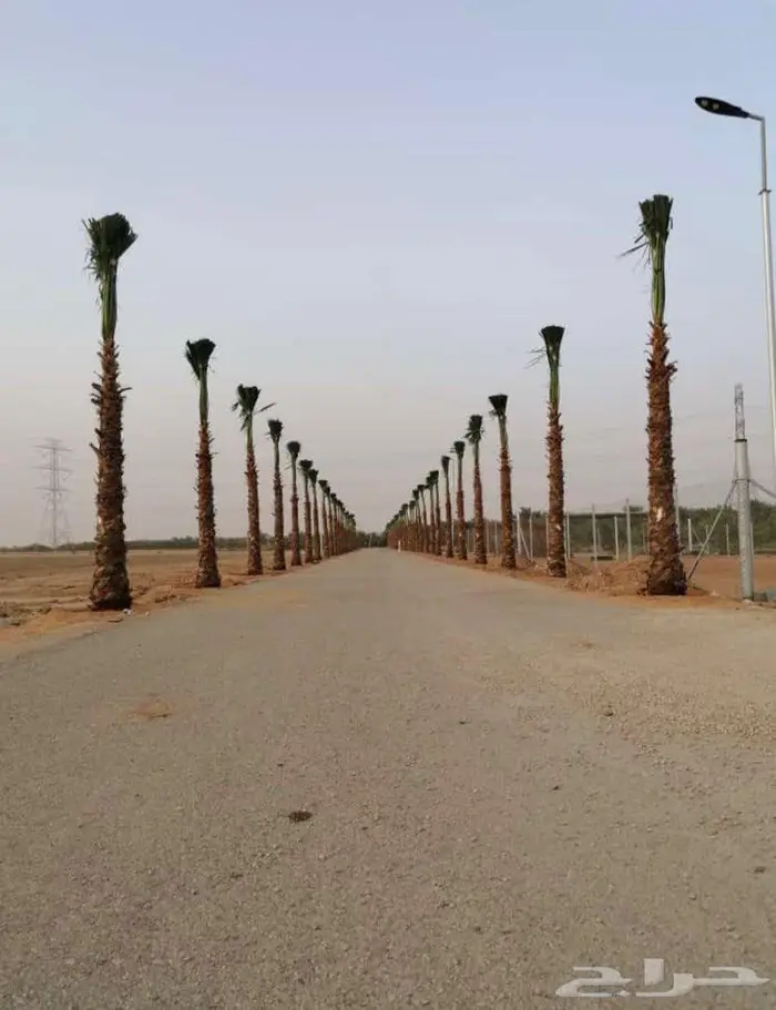 نخل الواشنطن الزينة 5