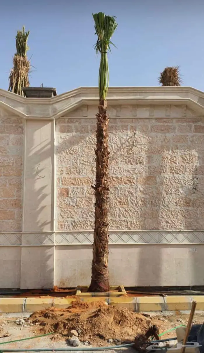 نخل الواشنطن الزينة 7