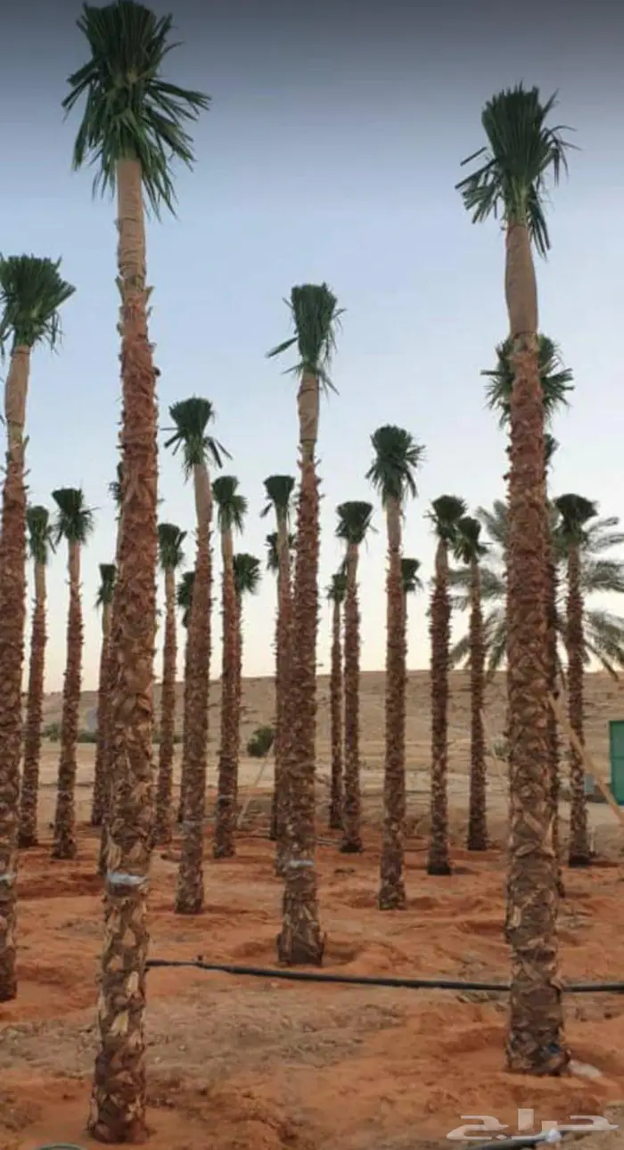 نخل الواشنطن الزينة 8