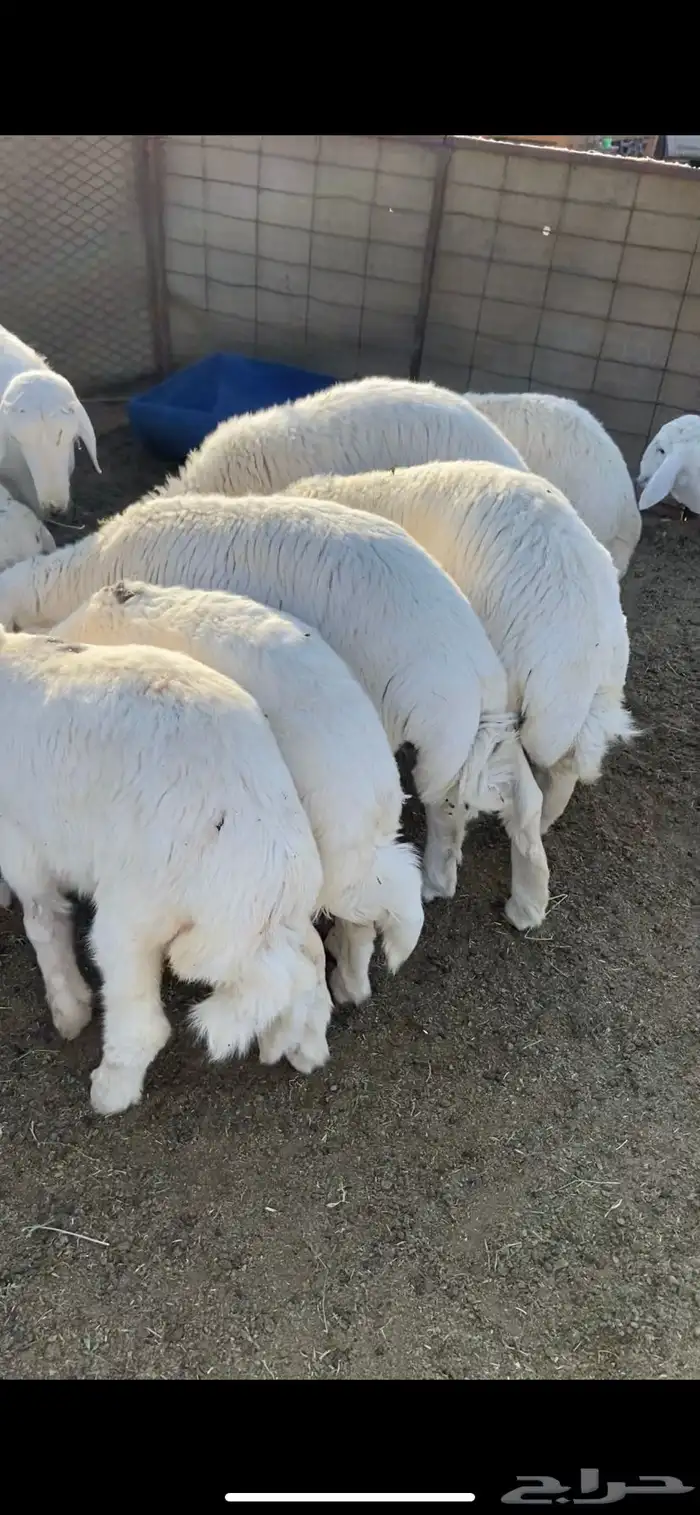 ذبايح مع التوصيل 1