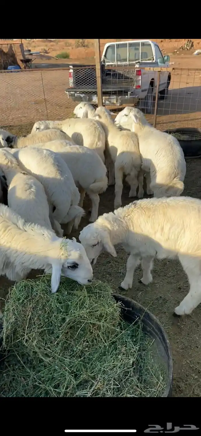 ذبايح مع التوصيل 2