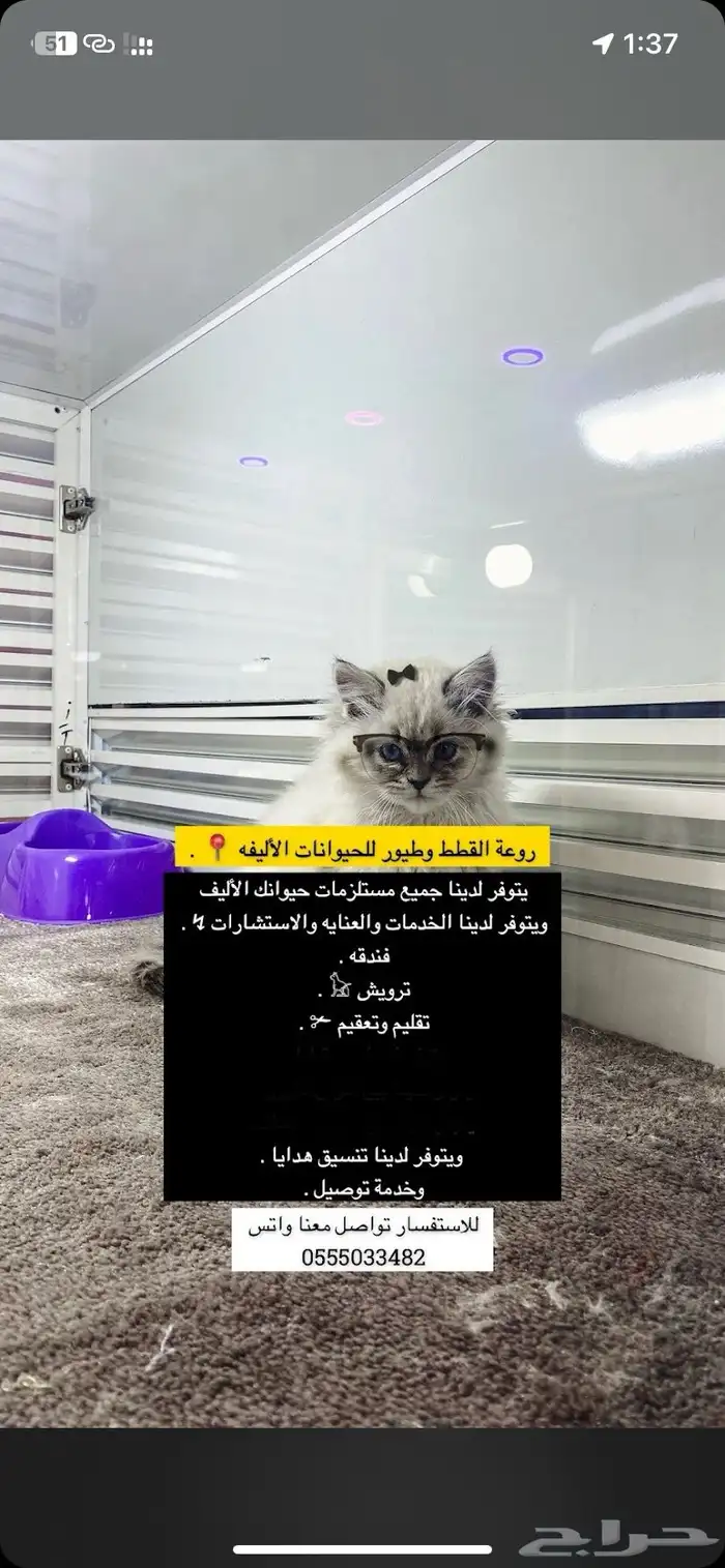 فندقه قطط بسعر رمزي واهتمام وتصوير يوميا ومكان واسع 1