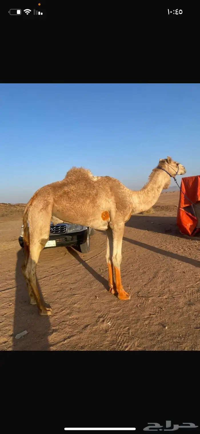 للبيع قعود ثني 0