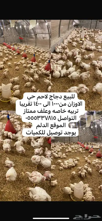 دجاج لاحم تربيه خاصه اوزان طيببه 6