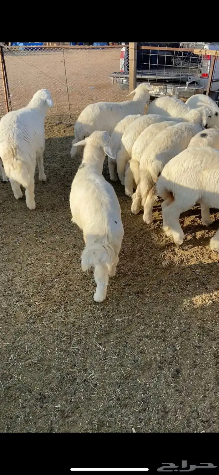 ذبايح مع التوصيل 0