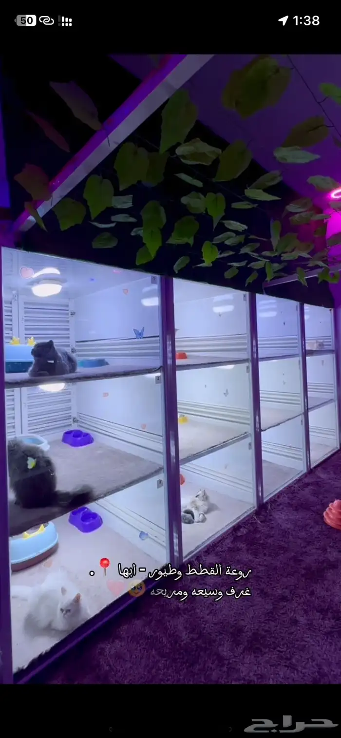فندقه قطط بسعر رمزي واهتمام وتصوير يوميا ومكان واسع 2