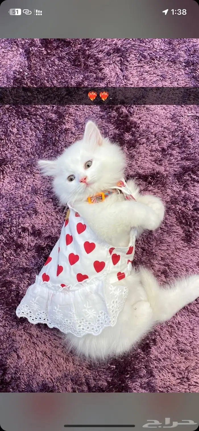 فندقه قطط بسعر رمزي واهتمام وتصوير يوميا ومكان واسع 0