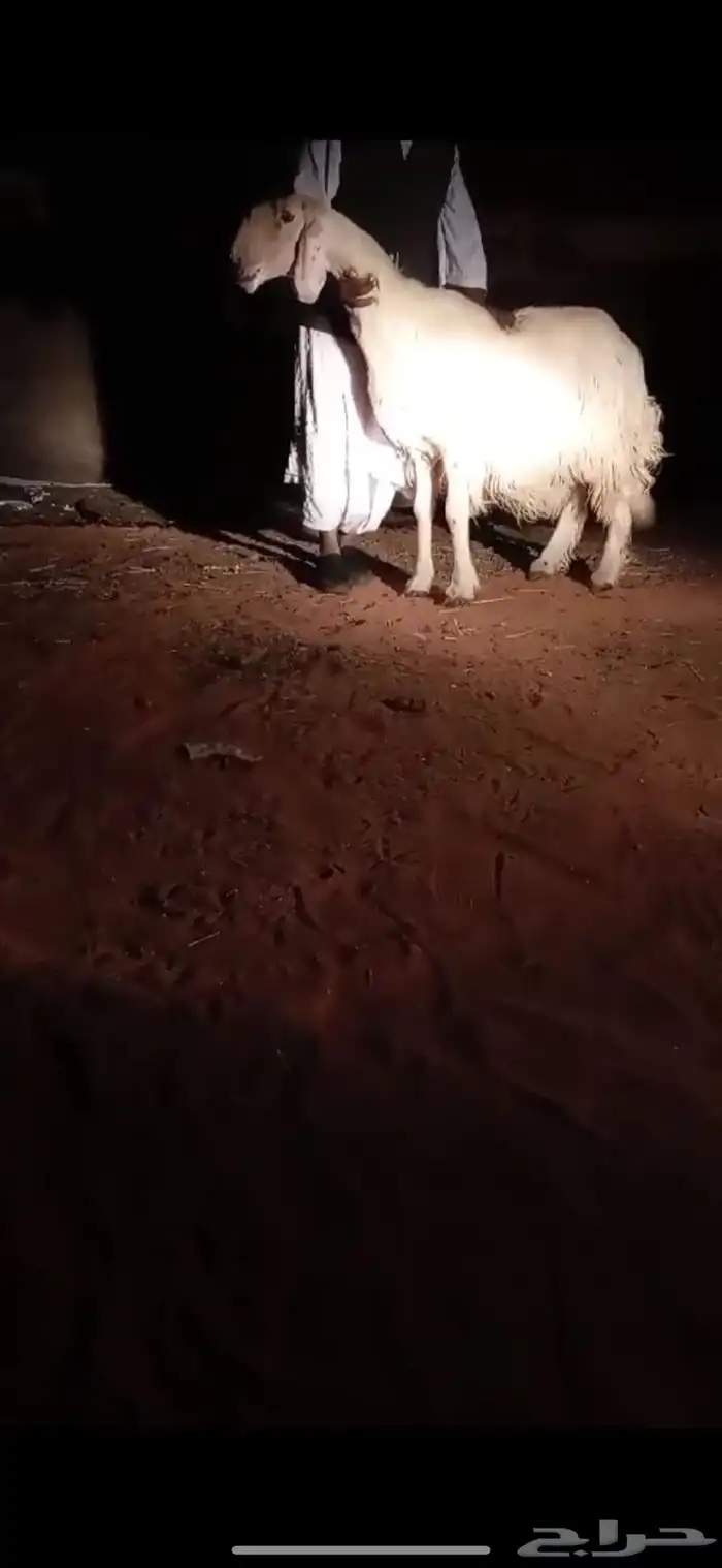 شاه نجديه كفو 3