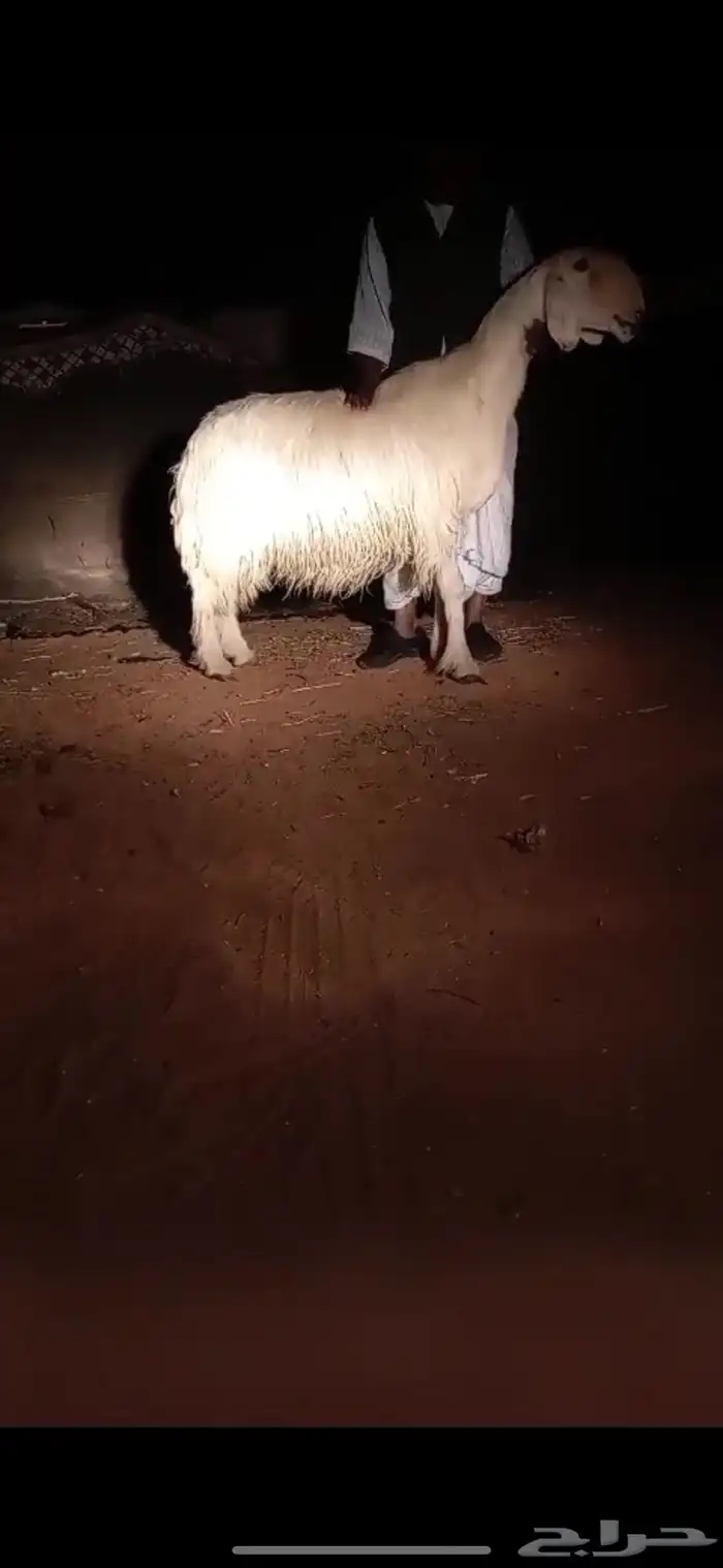 شاه نجديه كفو 2