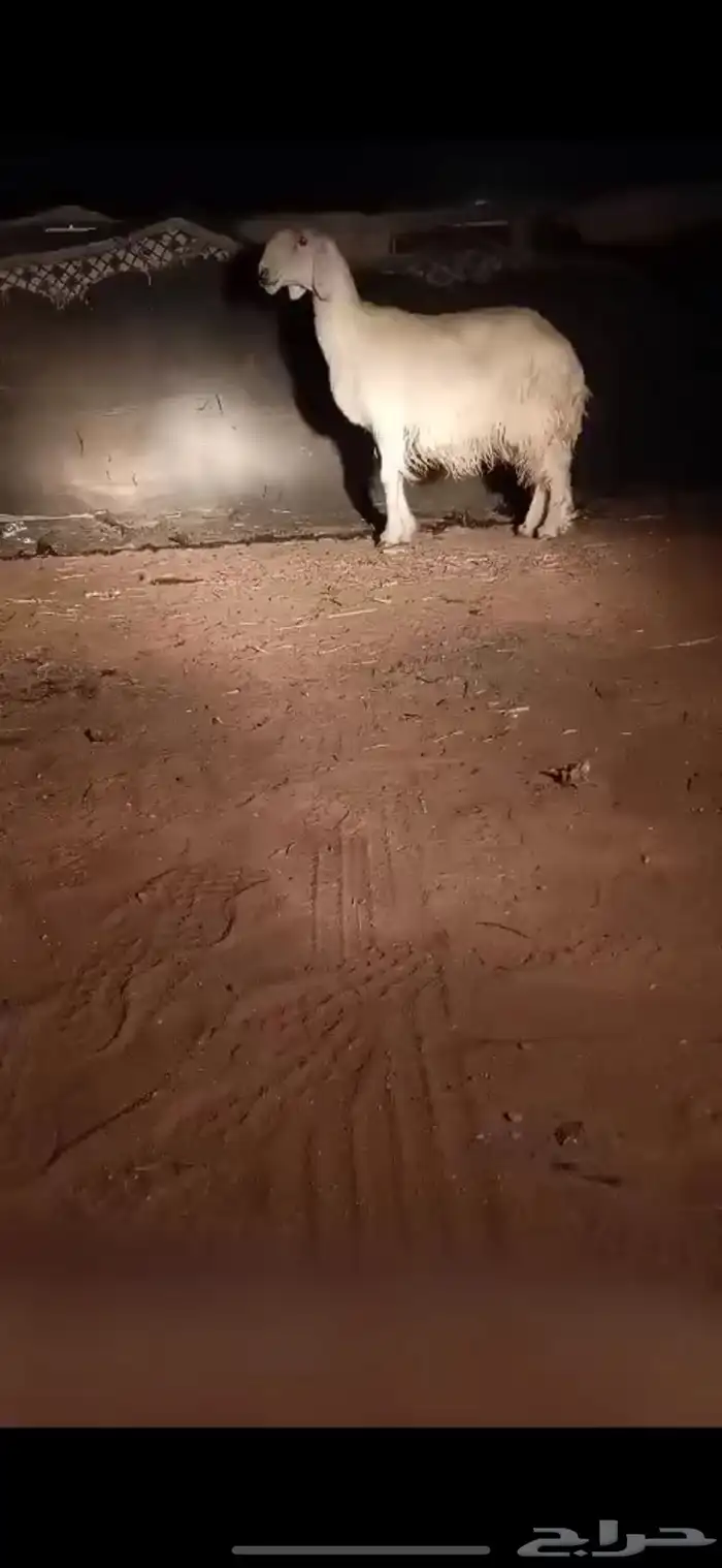 شاه نجديه كفو 1