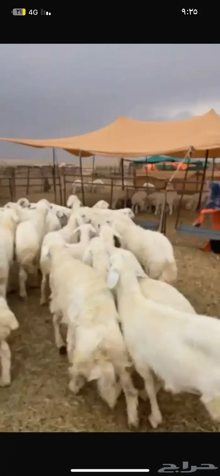 للبيع بهم حري شحم العدد60ورخال3العمر4الى6شهور الموقع عفيف 6