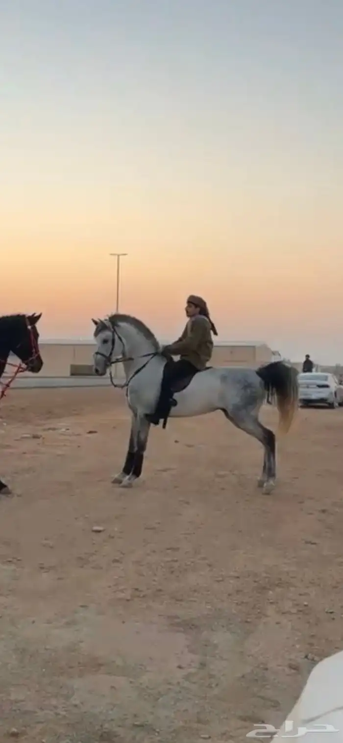 حصان شعبي 9
