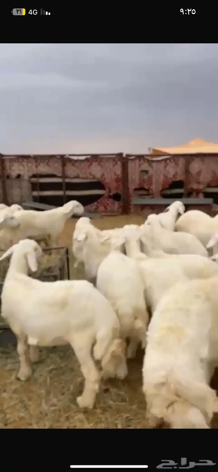 للبيع بهم حري شحم العدد60ورخال3العمر4الى6شهور الموقع عفيف 5