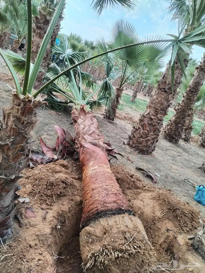 نخل واشنطني زينه نخل واشنطونيا 3